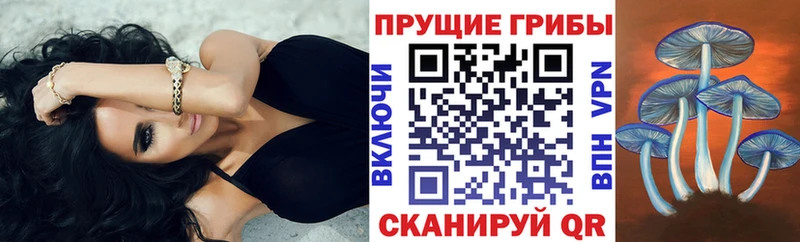 купить наркотик Почеп Галлюциногенные грибы Cubensis